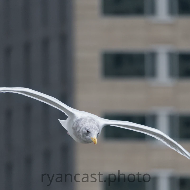 Seattle Gulls in December